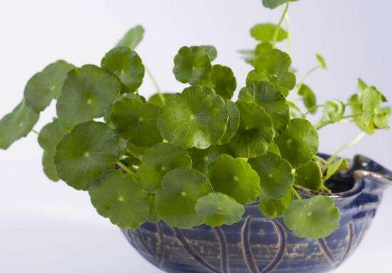 銅錢草葉子邊緣干枯，銅錢草葉子發(fā)黃怎么辦