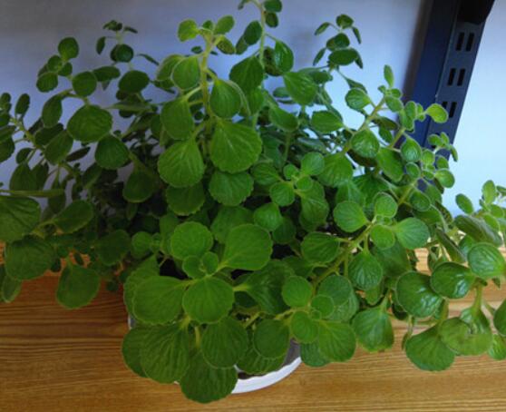 碰碰香怎么養(yǎng)茂盛，只需做好五個(gè)要點(diǎn)盆盆爆滿