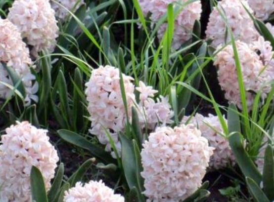 好看的風信子圖片欣賞，姿色優(yōu)美，色彩艷麗