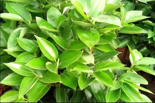 平安樹葉子發(fā)黃掉落，找到原因及時(shí)處理