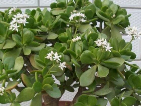 玉樹用什么肥料好，玉樹施氮磷鉀復(fù)合肥最好