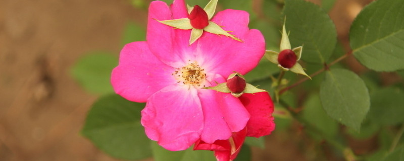 薔薇好養(yǎng)嗎