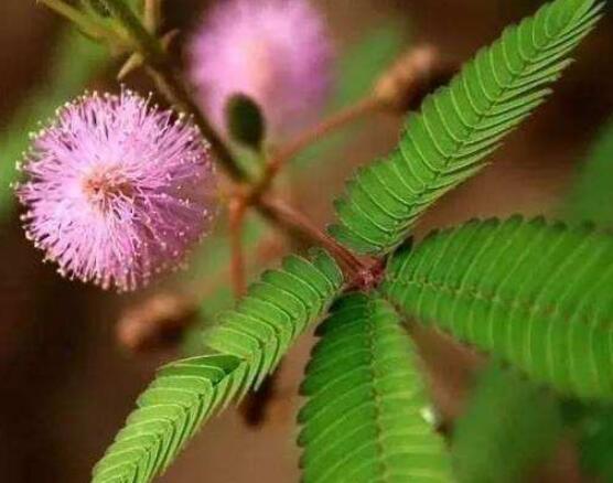 含羞草為什么會閉合，講述最科學(xué)的合理解釋(葉枕水分感應(yīng))