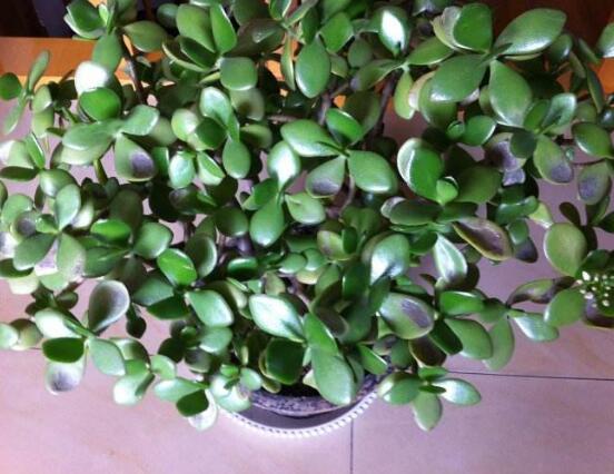 玉樹冬天怎么養(yǎng)，教你六個方法安然過冬