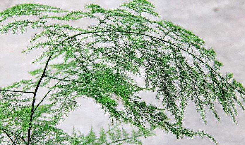 為什么家里不能養(yǎng)文竹，這是不科學的理論