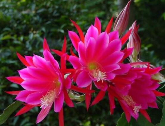 哪種仙人球開花最漂亮，令箭荷花欣賞價值最高