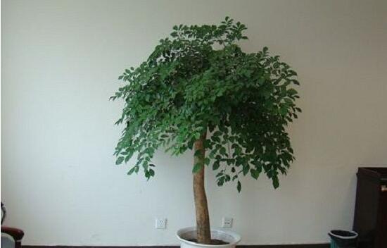 幸福樹(shù)葉子干枯怎么回事，四種原因以及解決辦法