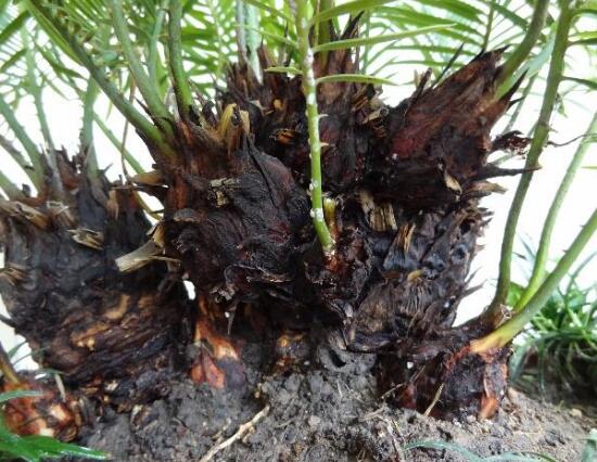 鐵樹怎么繁殖，鐵樹四大繁殖方法