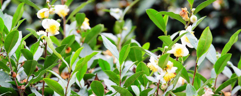 茶葉病蟲(chóng)害及防冶方法