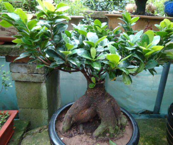 關(guān)于榕樹(shù)的資料，老農(nóng)總結(jié)七個(gè)最全面的概述