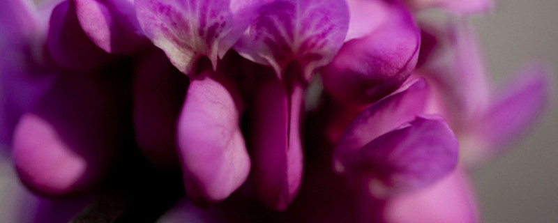紫羅蘭為什么會(huì)變顏色