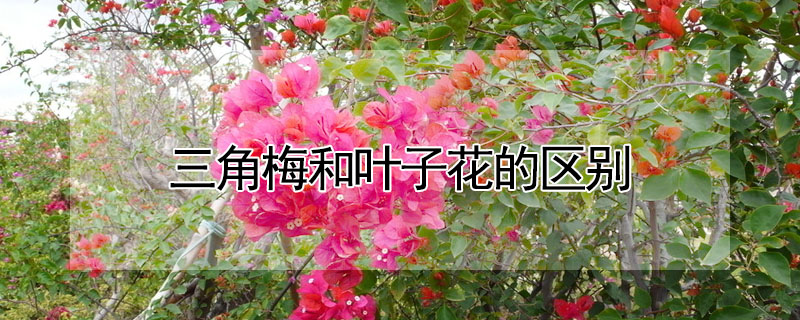 三角梅和葉子花的區(qū)別