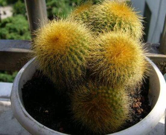 怎樣養(yǎng)仙人球容易開花，記住五個(gè)要點(diǎn)花開爆盆