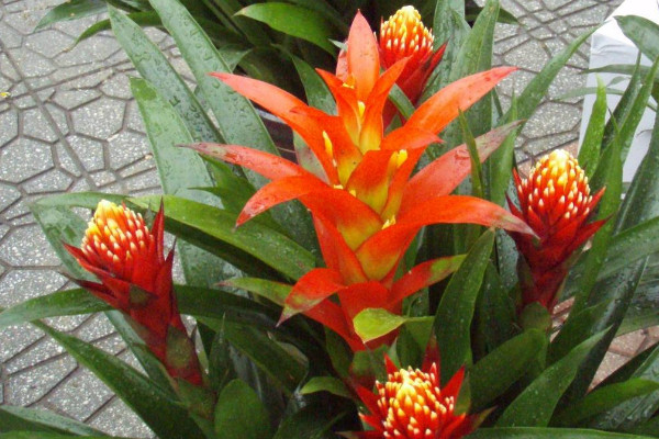 鴻運(yùn)當(dāng)頭的側(cè)芽怎么切