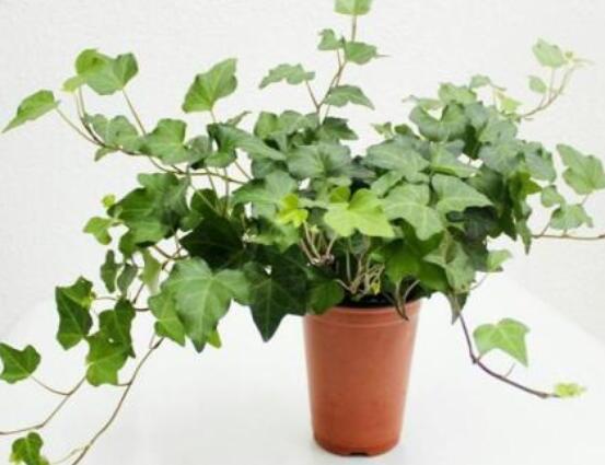 常春藤晚上能放臥室嗎，能/凈化空氣、舒緩身心、擋煞驅(qū)煞