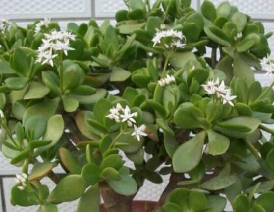 關(guān)于玉樹開花的迷信說法，（玉樹開花人離世）是假的