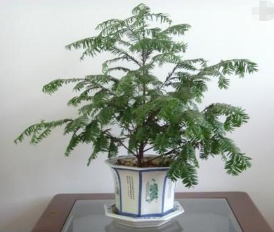 如何養(yǎng)紅豆杉，土壤要豐富營養(yǎng)/肥水相結(jié)合