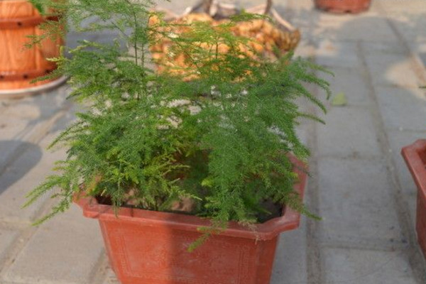 文竹黃了怎么辦，適當(dāng)遮陰并控制肥水