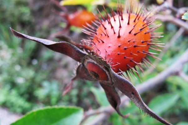 金櫻子什么時候成熟