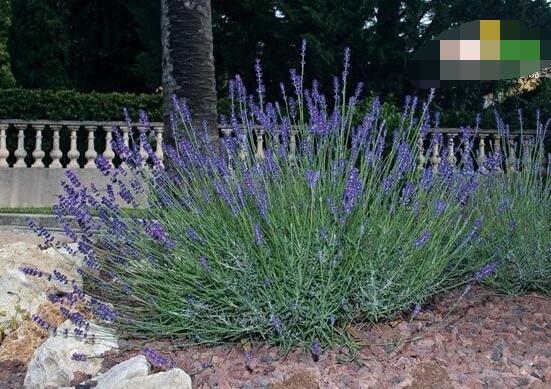 薰衣草的種類圖片大全，欣賞最好看的六大品種