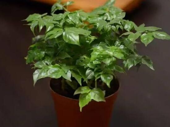 幸福樹怎么繁殖，教你三種繁殖方法(播種/壓條/扦插)