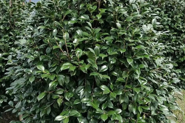 茶花春天什么時(shí)候施肥