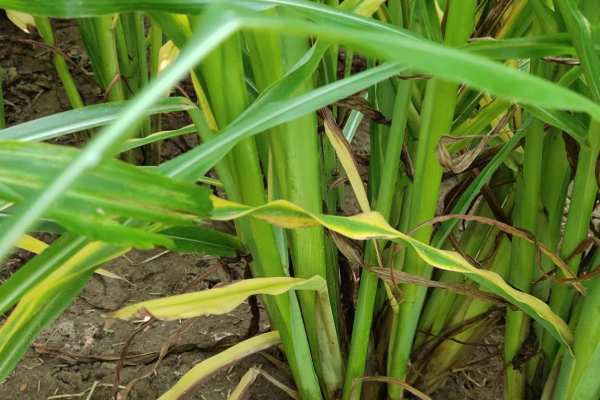 玉米側(cè)芽要不要掰掉