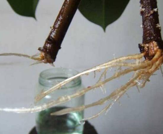 橡皮樹泡水幾天生根，最快半個月時間生長出根