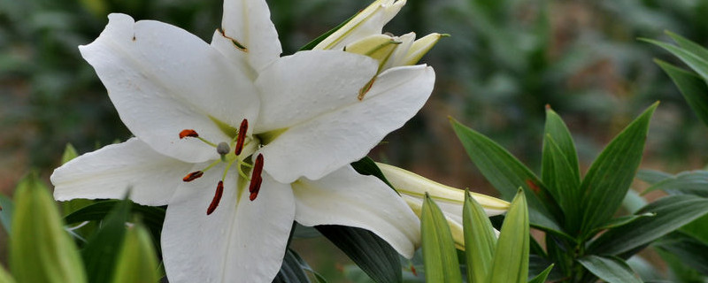 百合盆栽養(yǎng)殖注意事項