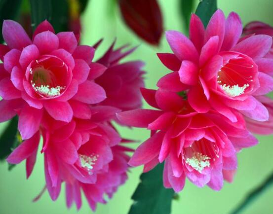 哪種仙人球開花最漂亮，令箭荷花欣賞價(jià)值最高