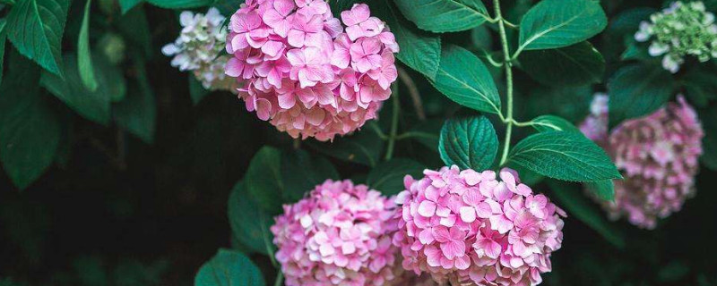 無(wú)盡夏開(kāi)花后怎么修剪