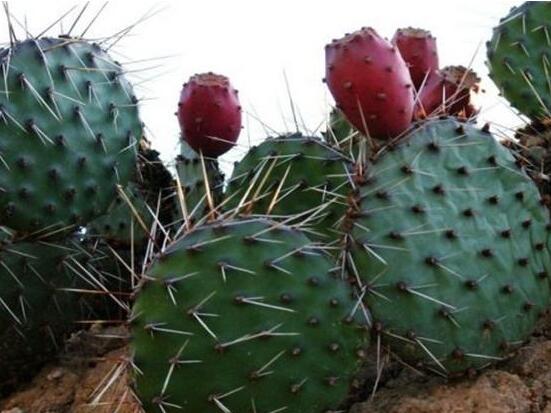 仙人掌的繁殖方法，扦插繁殖簡(jiǎn)單/存活率高(合適推薦)