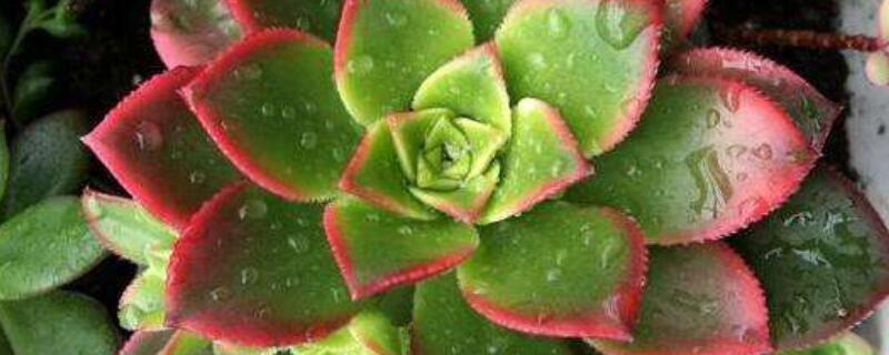 夏季多肉徒長(zhǎng)怎么辦