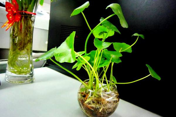 水培銅錢草的養(yǎng)殖方法和注意事項，確保水質(zhì)干凈清潔