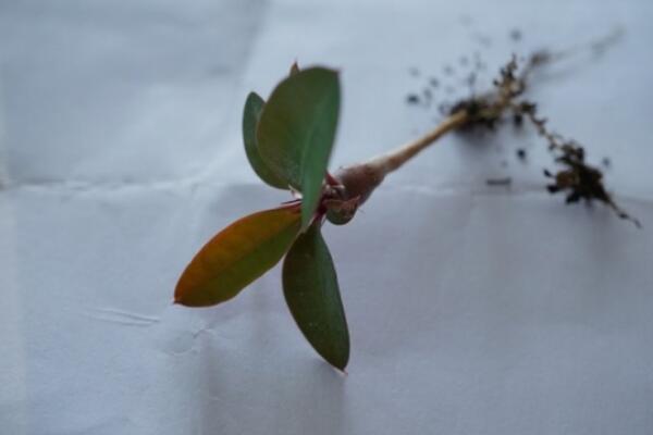 虎刺梅扦插方法配圖，早春時期最適合扦插