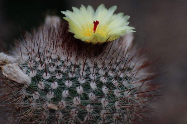 仙人球花謝了怎么處理
