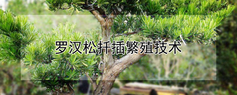 羅漢松扦插繁殖技術(shù)