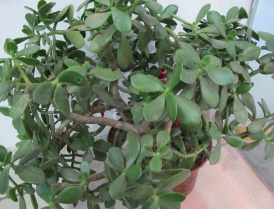 玉樹和燕子掌的區(qū)別，教你兩種最簡單區(qū)別方法(屬性/形態(tài))