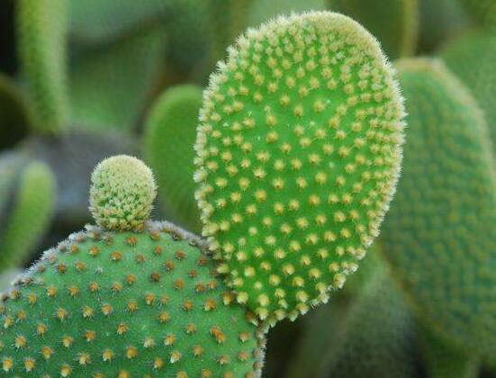仙人掌的用途與價(jià)值，清熱解毒、消炎解暑、開胃健脾、清咽潤(rùn)肺
