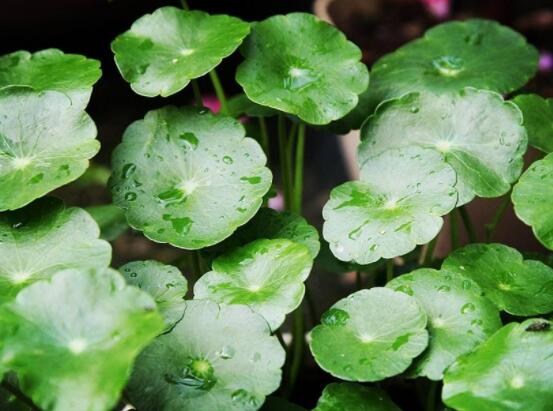 銅錢(qián)草水培好還是土培好，水培和土培兩者皆好