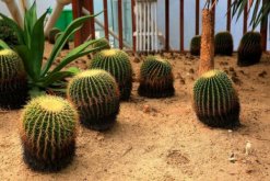 仙人球怎么養(yǎng)長得快，5大技巧可讓仙人球迅速爆盆