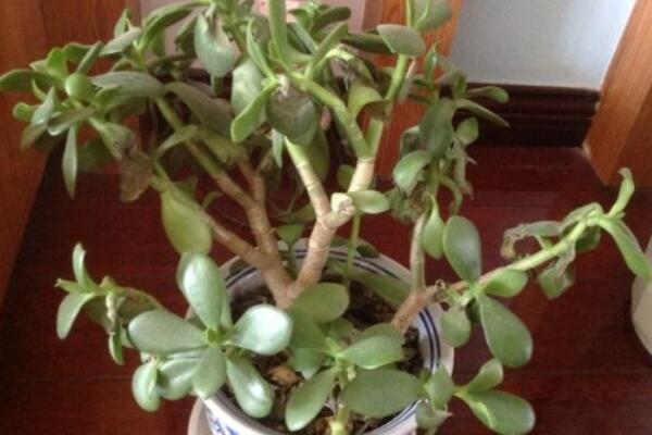 玉樹(shù)枝干爛了怎么辦