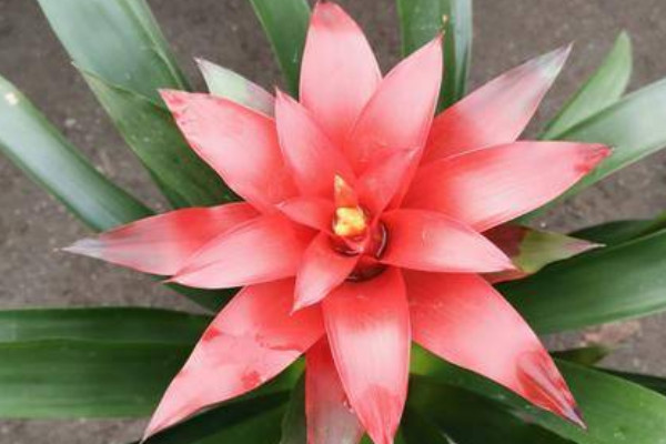 鴻運(yùn)當(dāng)頭花謝了怎么辦