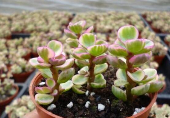 雅樂(lè)之舞適合什么花盆，陶盆、紫砂盆、泥瓦盆最為合適