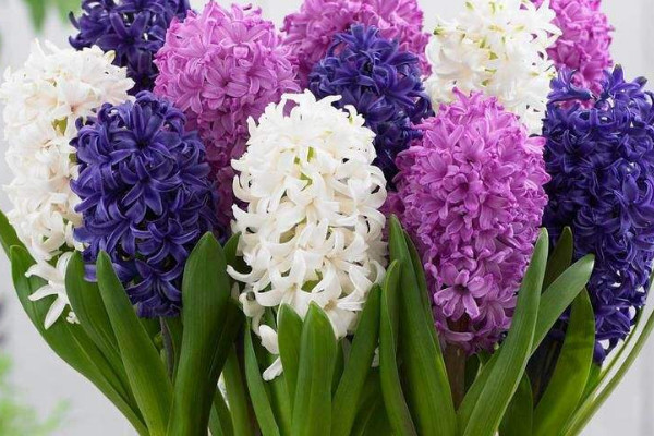 風(fēng)信子開花后怎樣處理