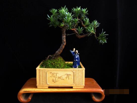 羅漢松盆景施肥，做好以有機(jī)液肥、稀薄的餅肥水為主