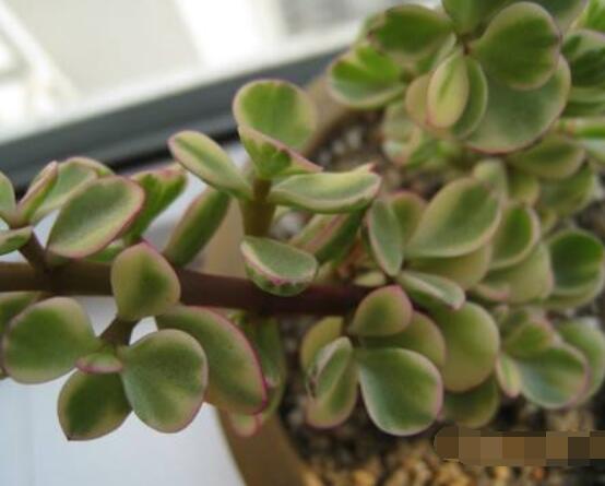 雅樂之舞冬天怎么養(yǎng)，只需要做好四點基本步驟