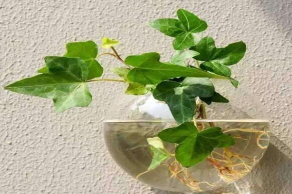 水培的常春藤怎么養(yǎng)生根快，常春藤水培生根秘訣