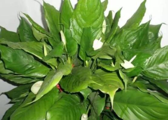 萬年青的象征意義，象征著健康長(zhǎng)壽，福如東海