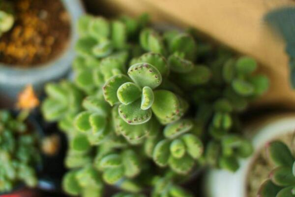 熊童子葉插方法，做好以下4點(diǎn)即可保證葉插成活率